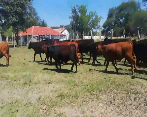 Lote 45 Terneros en Entre Ríos, Federal
