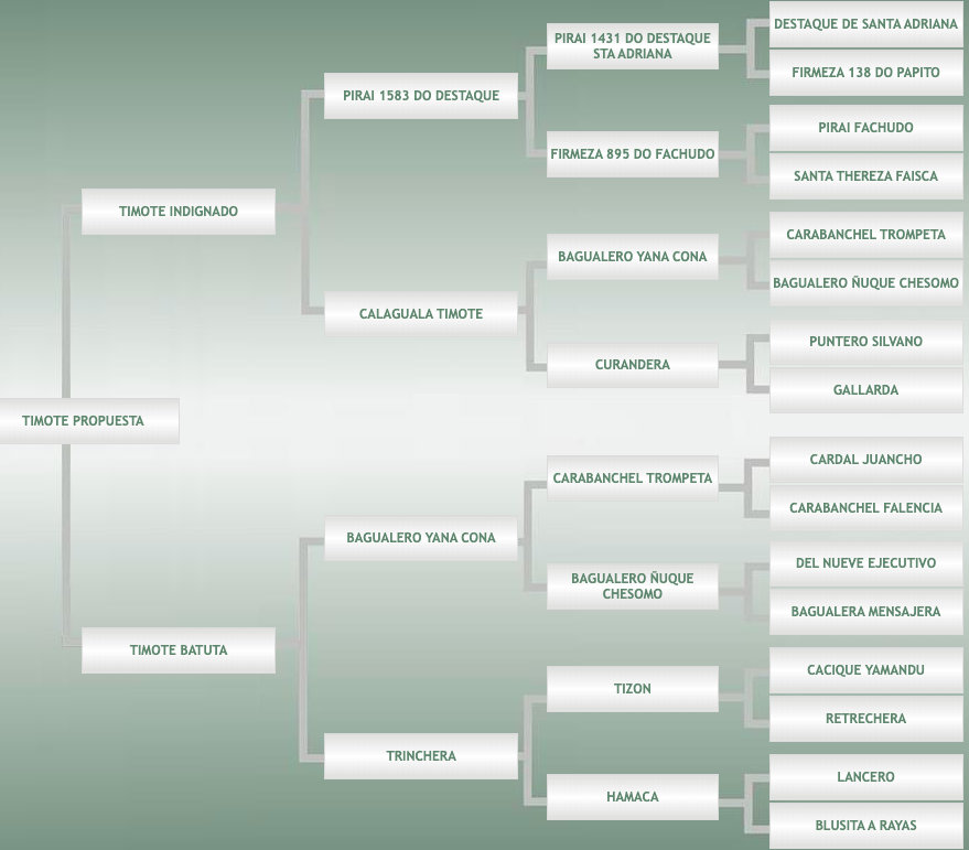 Lote Timote Propuesta