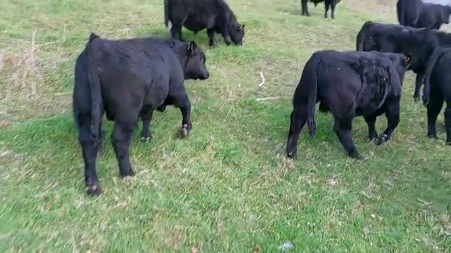 Lote 52 Ternero en Lago Ranco, XIV Región Los Ríos