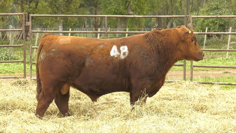 Lote TOROS ANGUS COLORADOS  PC
