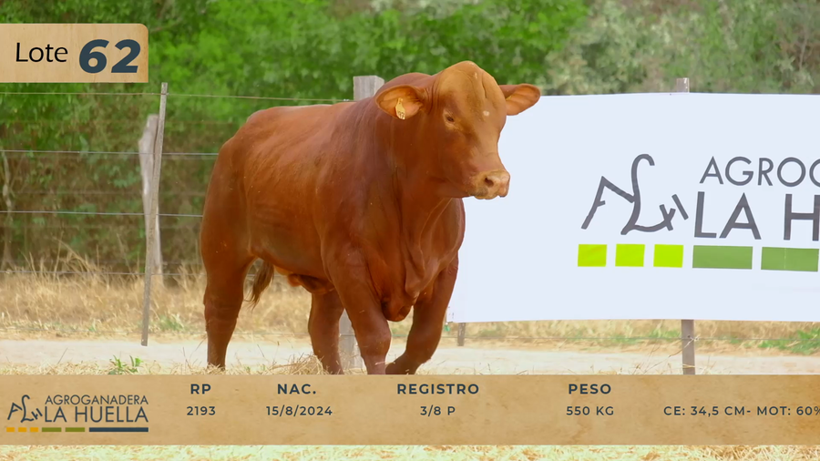 Lote LOTE 62