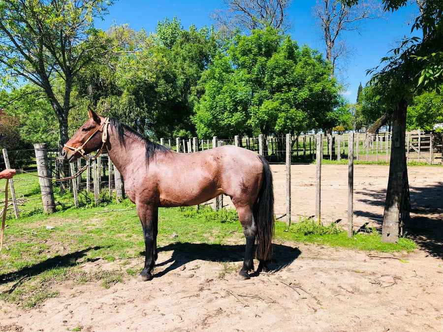 Lote Guerrillero (RP 99) - Cabaña La Serranera