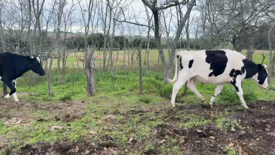 Lote NOVILLOS 1 a 2 AÑOS