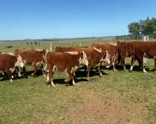 Lote 45 Vaquillonas 1 a 2 años