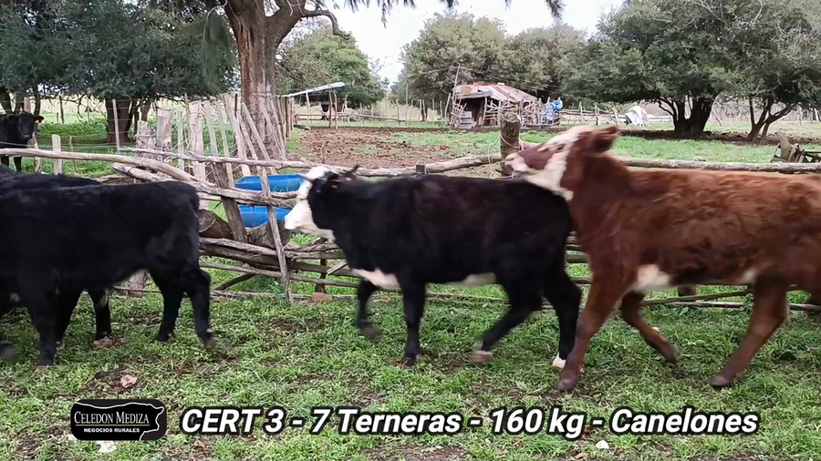 Lote 7 Terneras en Canelones