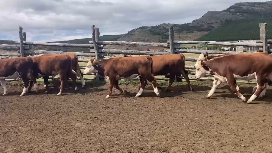 Lote 34 Novillo Engorda en Coyhaique, XI Región Aysén