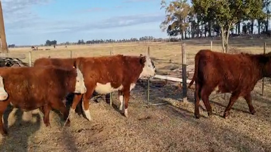 Lote 50 Novillitos en Bolívar, Buenos Aires