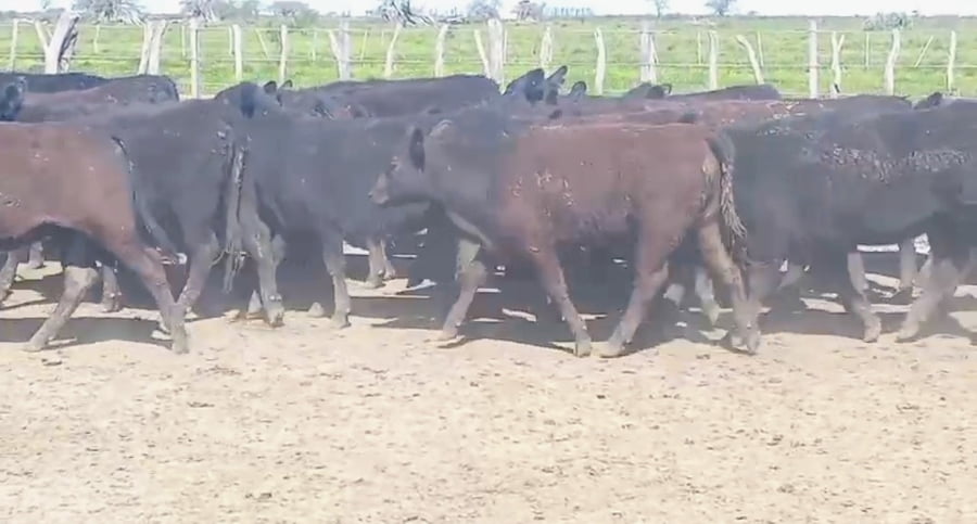 Lote 131 Terneras en Corrientes, Curuzú-Cuatiá