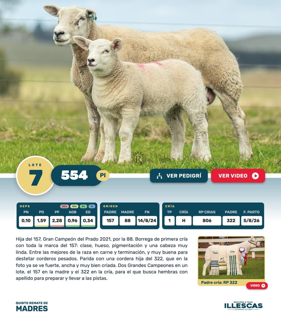 Lote Lote 7
