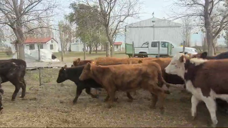 Lote 70 Terneros/as en Tres Algarrobos, Buenos Aires