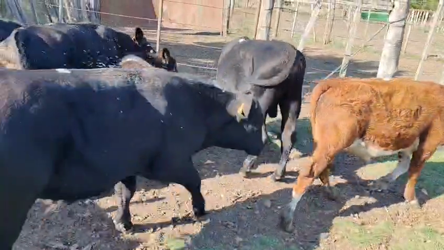 Lote 8 Terneras a remate en Pantalla Camy - Aniversario 31 Años, San José