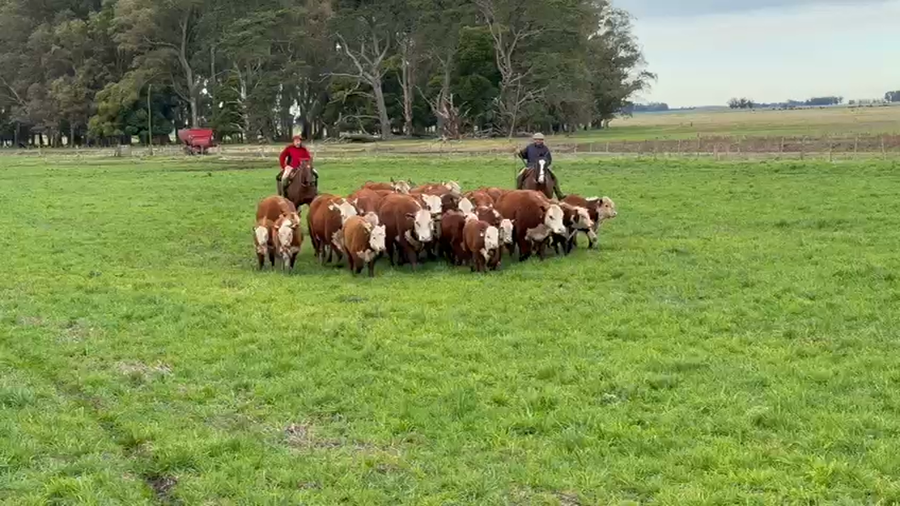 Lote VAQUILLONAS PR CON CRÍA - VIVORATÁ