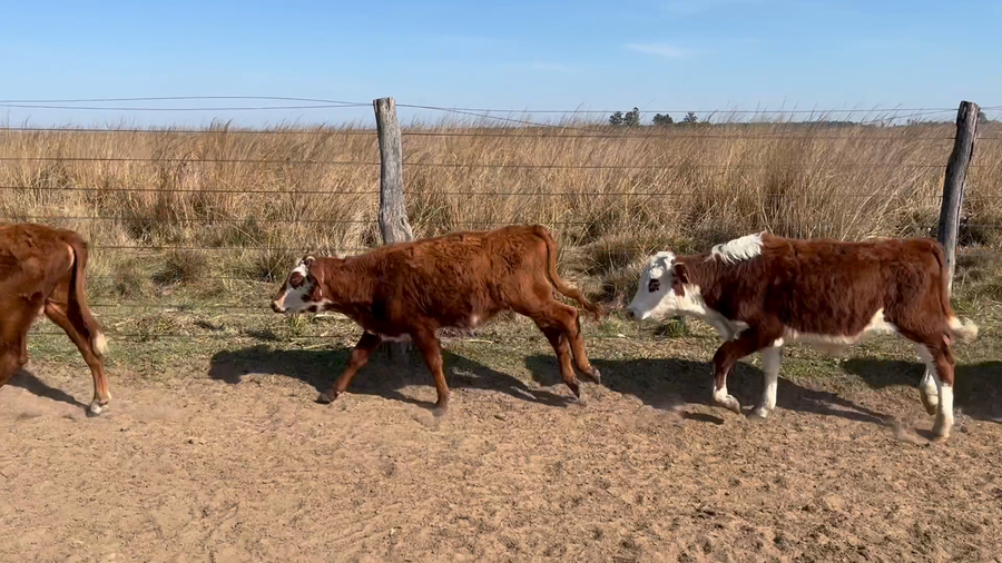 Lote 50 Terneros/as en Corrientes, Saladas