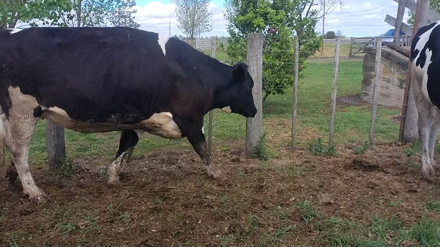 Lote 5 Vaquillonas Holando preñadas en Esustolia, Santa Fe