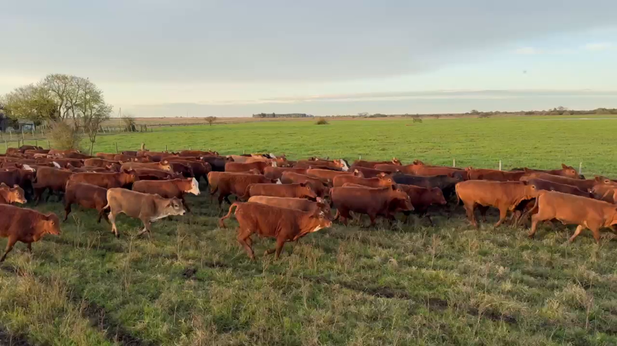 Lote 110 Terneras