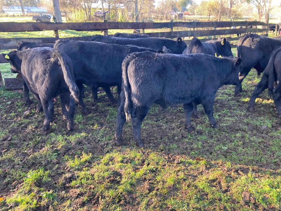 Lote 19 Ternero en Purranque, X Región Los Lagos