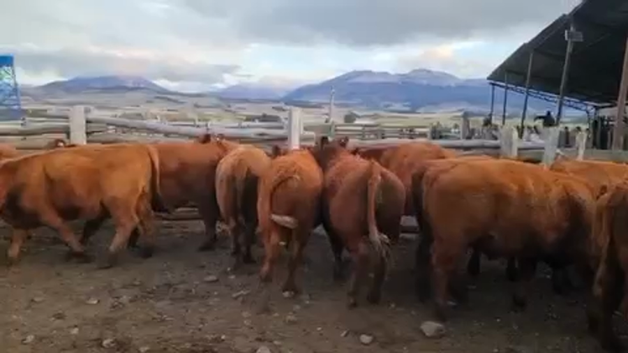 Lote 50 Novillo Engorda en Coyhaique, XI Región Aysén