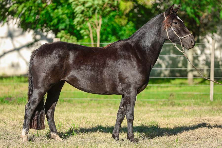 Lote CATANDUVA AGATHA-TE