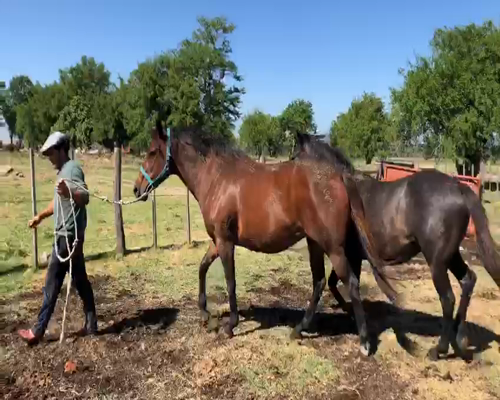 Lote YEGUA MADRE