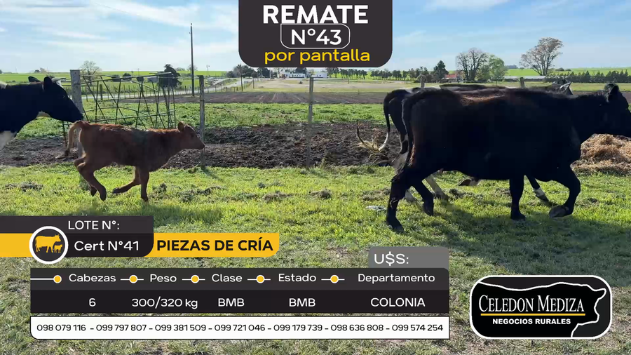 Lote 6 Piezas de cría en Otra Localidad, Colonia