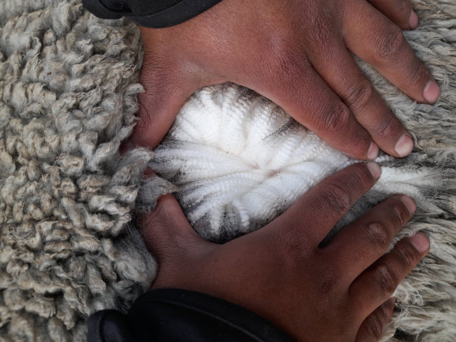 Lote Carnero TOP, 20-1190