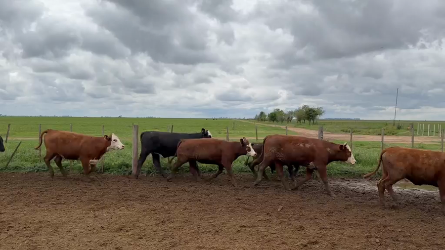 Lote 118 Novillitos y vaquillonas en La Cesira, Córdoba