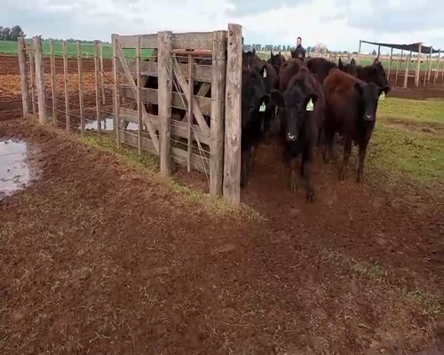 Lote 23 Terneras en Salazar, Buenos Aires