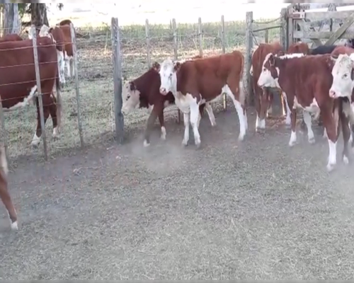 Lote 66 TERNS. MACHOS, EN CNEL. SUAREZ, PCIA. DE BS.AS.