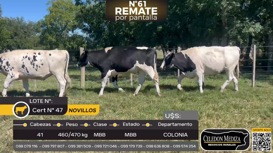Lote 41 Novillos en Miguelete, Colonia