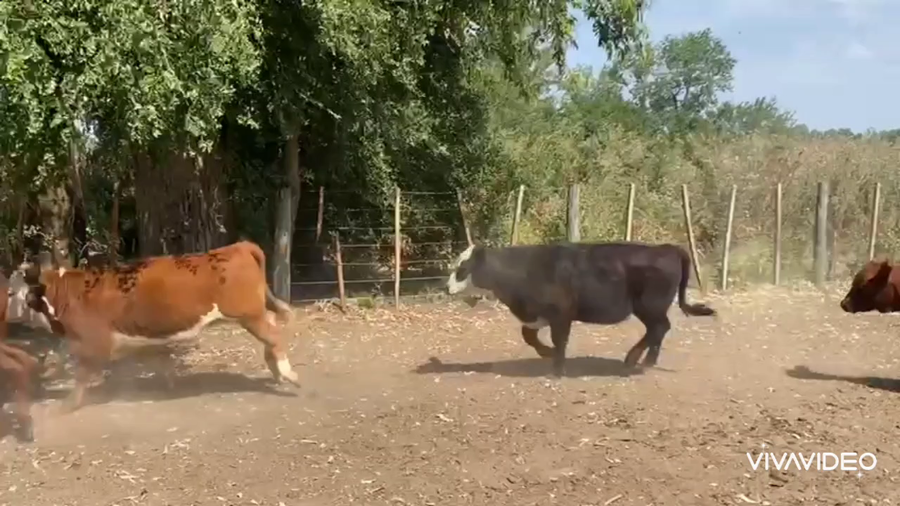 Lote 27 Terneros/as en Brandsen, Buenos Aires