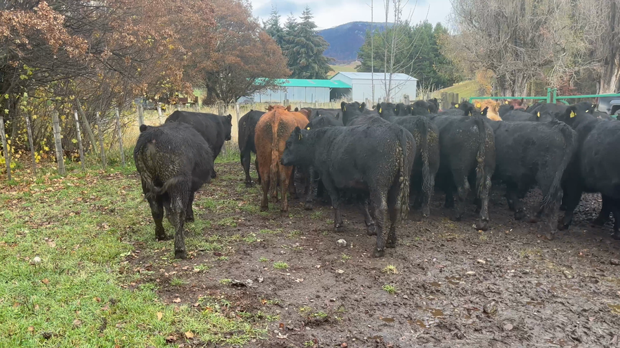 Lote 40 Novillo Engorda en Coyhaique, XI Región Aysén