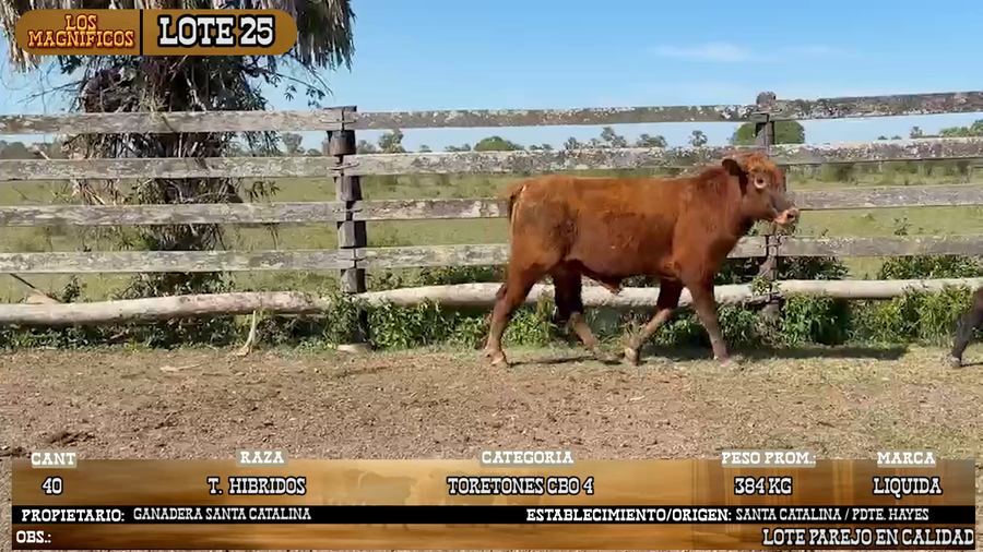 Lote LOTE 25