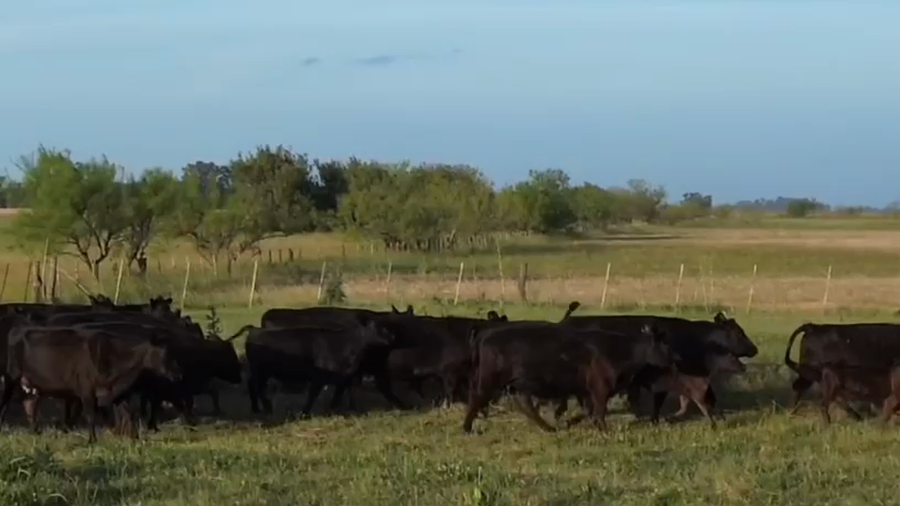 Lote 40 Vaquillonas con Cría