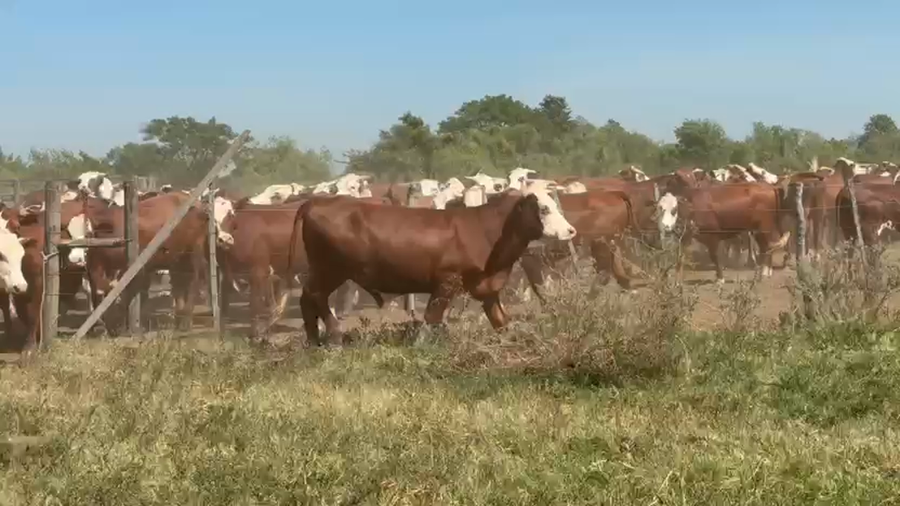 Lote 100 Novillos