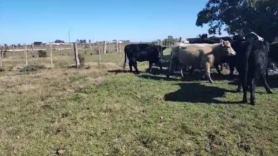 Lote 14 Vaquillonas  a remate en Pantalla Aniversario - Escritorio Camy, San José