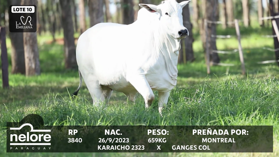 Lote LOTE 10