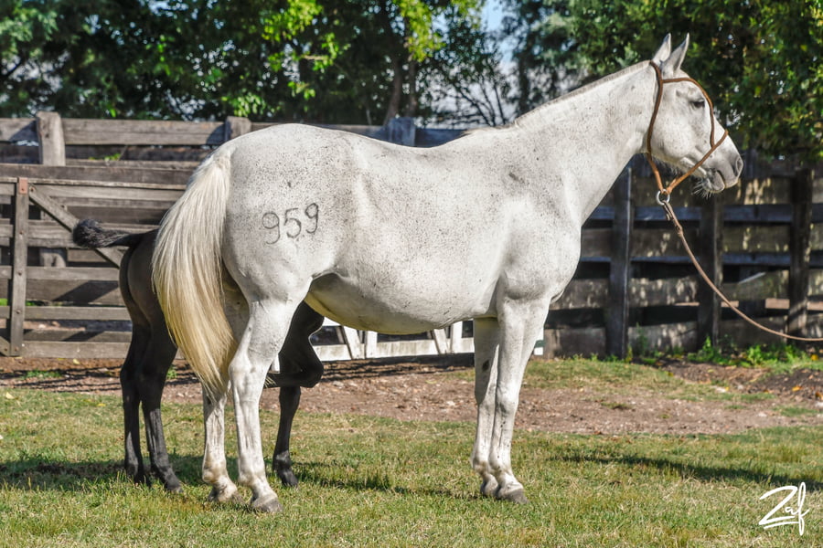 Lote BRUNETA RUMBEADORA