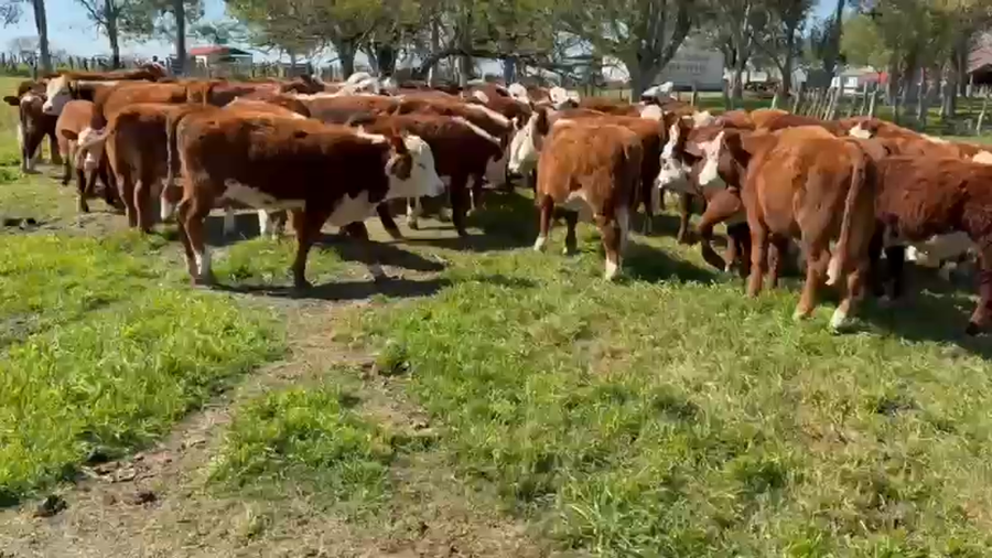 Lote 70 Terneros/as en Corrientes, Curuzu Cuatia