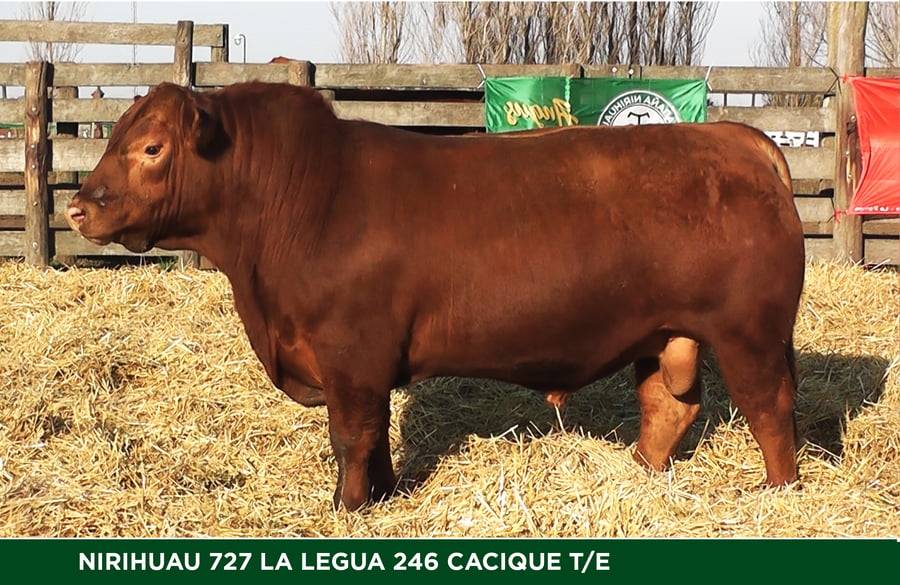 Lote TORO PP
