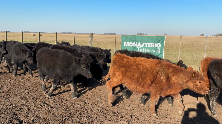 Lote 60 Terneros en Arboledas
