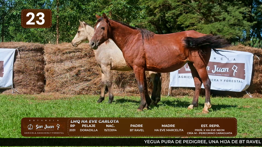 Lote LOTE 23