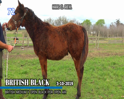 Lote BRITISH BLACK