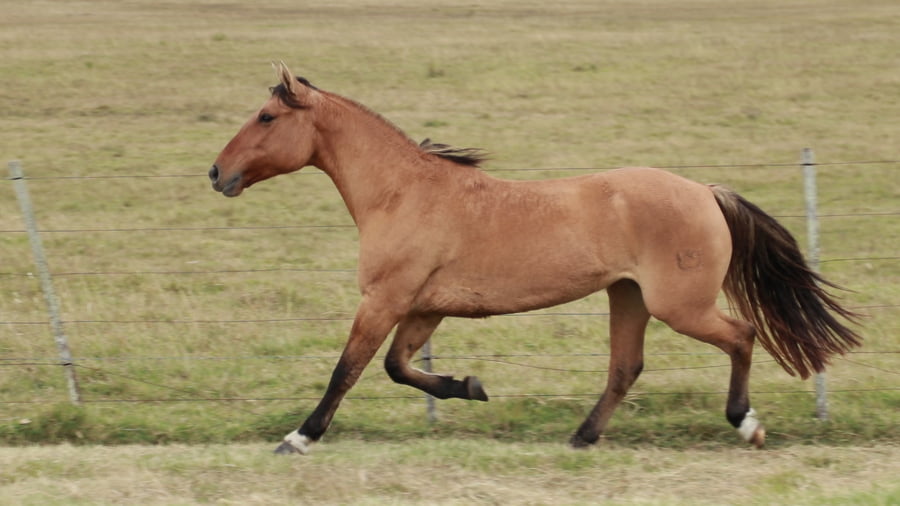 Lote Vaquillonas Holando Preñadas, en Christophersen, Sta Fe