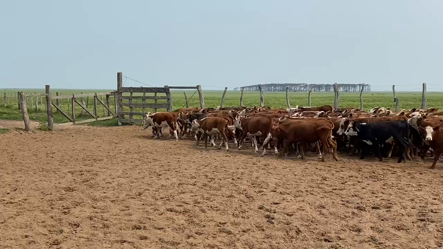 Lote 150 Terneros/as en Esquina, Corrientes