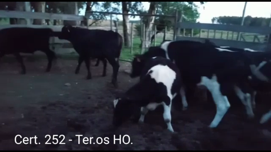 Lote TERNEROS HO.