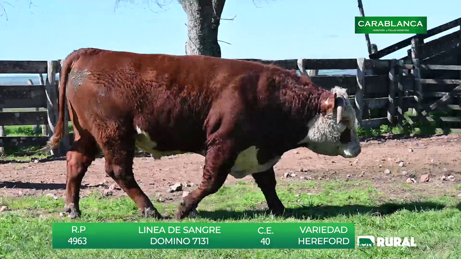 Lote TOROS HEREFORD