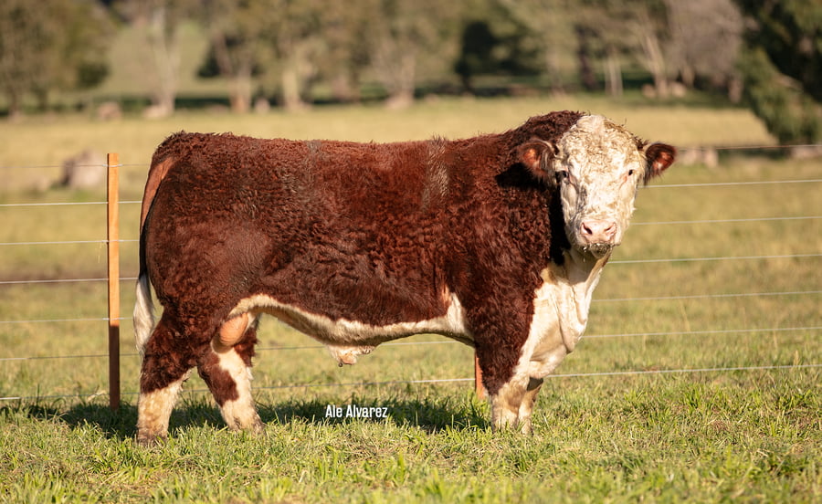 Lote Toro Puro de Pedigree