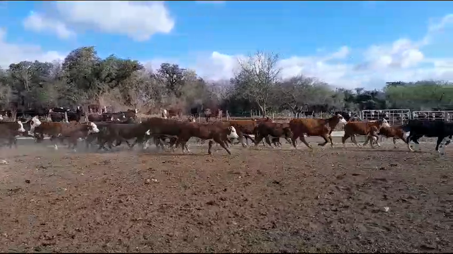 Lote 77 Terneras Braford y sus cruzas en Cululú, Santa Fe