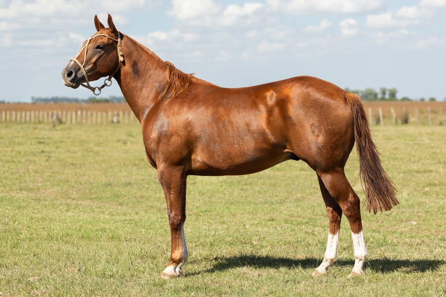 Lote AGUAY ÑACURUTU