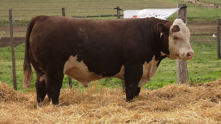 Lote TOROS PUROS REGISTRDOS